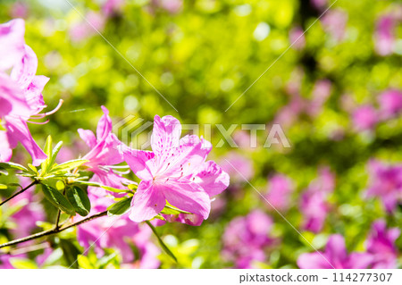 Bright red azaleas in full bloom at Isabella Plantation in Richmond Park, outside London Bright red azaleas in full bloom at Isabella Plantation in Richmond Park, outside London 114277307