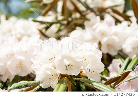 White and pale pink azaleas in full bloom at Isabella Plantation in Richmond Park, on the outskirts of London 114277420
