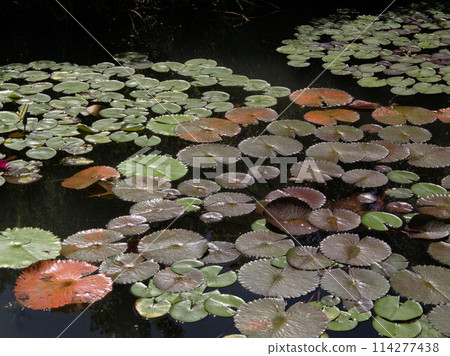 北川村「莫奈花園」 高知縣安藝郡北川村Marmottan的水上花園Notomoko 114277438