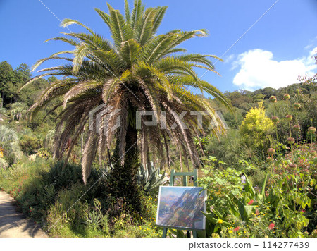 北川村「莫內花園」土撥鼠的波迪格拉花園 高知縣安藝郡北川村Notomoko 114277439