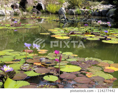 北川村「莫內花園」土撥鼠的波迪格拉花園 高知縣安藝郡北川村Notomoko 114277442