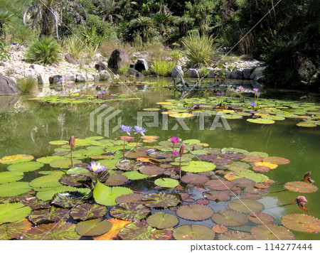 北川村「莫內花園」土撥鼠的波迪格拉花園 高知縣安藝郡北川村Notomoko 114277444