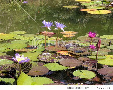 北川村「莫內花園」土撥鼠的波迪格拉花園 高知縣安藝郡北川村Notomoko 114277445