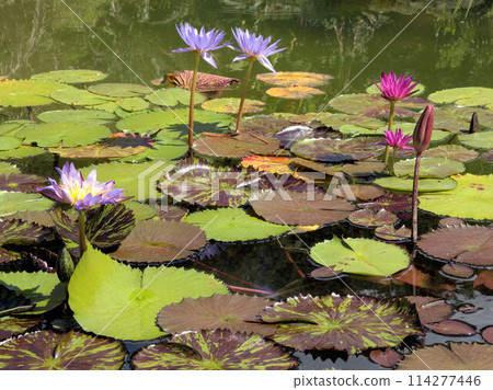 北川村「莫內花園」土撥鼠的波迪格拉花園 高知縣安藝郡北川村Notomoko 114277446