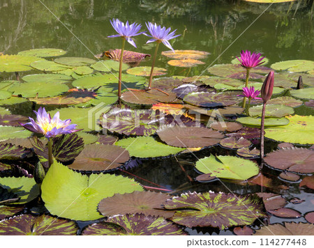 北川村「莫內花園」土撥鼠的波迪格拉花園 高知縣安藝郡北川村Notomoko 114277448