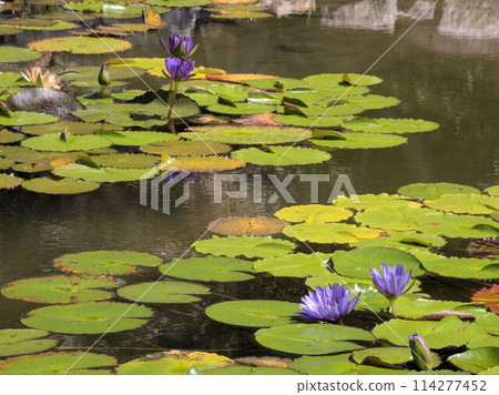 北川村「莫內花園」土撥鼠的波迪格拉花園 高知縣安藝郡北川村Notomoko 114277452