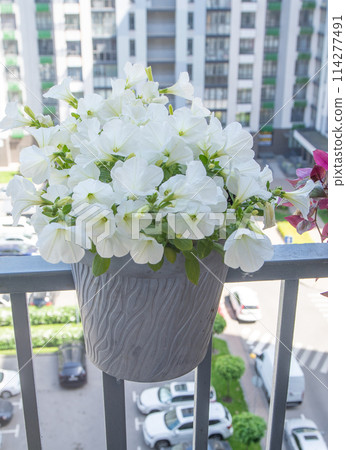 White petunia. Surfinia flower buds. White petunia. Surfinia flower buds. 114277491