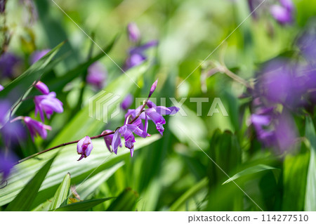 春天開花的植物 英式花園 英式花園 114277510