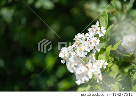 春天開花的植物 英式花園 英式花園 114277511