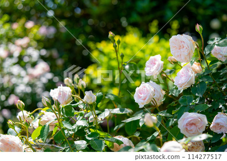Spring-blooming plants English garden British-style garden 114277517