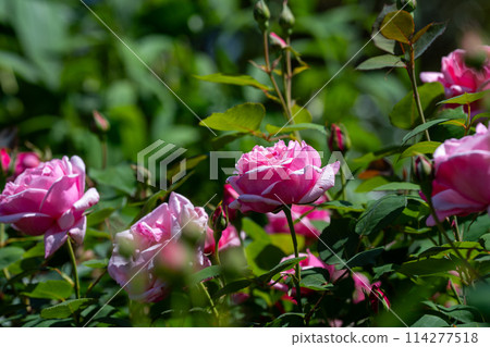 Spring-blooming plants English garden British-style garden 114277518