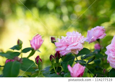 Spring-blooming plants English garden British-style garden 114277519
