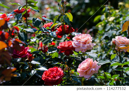 春天開花的植物 英式花園 英式花園 春天開花的植物 英式花園 英式花園 114277532