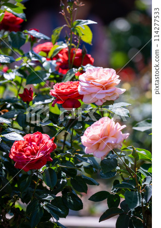 春天開花的植物 英式花園 英式花園 114277533