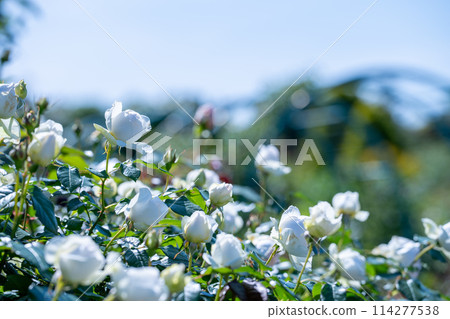 Spring-blooming plants English garden British-style garden Spring-blooming plants English garden British-style garden 114277538