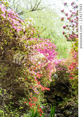倫敦郊區里士滿公園的伊莎貝拉種植園,潺潺溪流兩岸,杜鵑花盛開 倫敦郊區里士滿公園的伊莎貝拉種植園,潺潺溪流兩岸,杜鵑花盛開 114277683