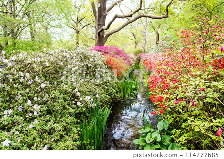 Azaleas in full bloom on both sides of a babbling brook at Isabella Plantation in Richmond Park on the outskirts of London Azaleas in full bloom on both sides of a babbling brook at Isabella Plantation in Richmond Park on the outskirts of London 114277685