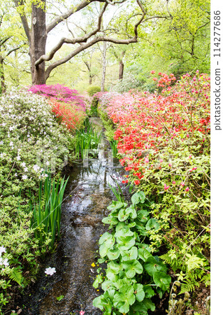 Azaleas in full bloom on both sides of a babbling brook at Isabella Plantation in Richmond Park on the outskirts of London 114277686