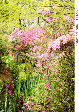Azaleas in full bloom on both sides of a babbling brook at Isabella Plantation in Richmond Park on the outskirts of London 114277688