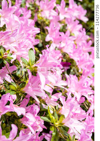 Bright red-purple azaleas in full bloom at Isabella Plantation in Richmond Park, on the outskirts of London 114277736