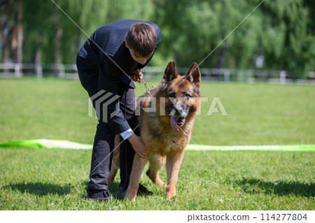 Beautiful German Shepherd with his owner at a dog show. 114277804
