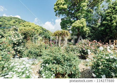 [靜岡縣]熱海的ACAO FOREST SNS拍照點英國玫瑰園 114277880