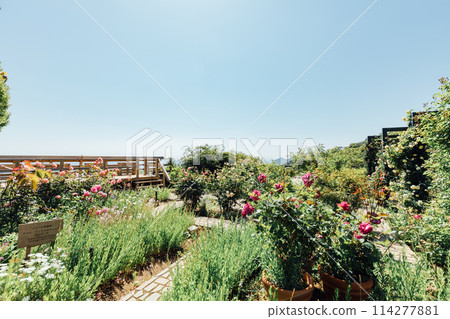 [靜岡縣]熱海的ACAO FOREST SNS拍照點英國玫瑰園 114277881