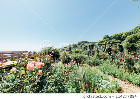 [靜岡縣]熱海的ACAO FOREST SNS拍照點英國玫瑰園 114277884