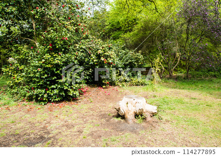 倫敦郊區的里士滿公園，一片被鮮綠樹木包圍的田野裡留下了一個樹樁 114277895