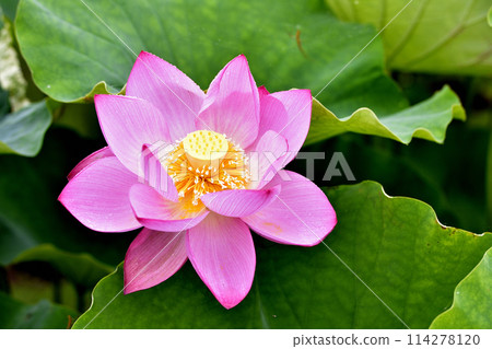 Lotus petals with polka dots Lotus petals with polka dots 114278120