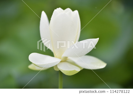 Lotus petals with polka dots 114278122