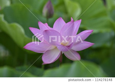 Lotus petals with polka dots 114278148