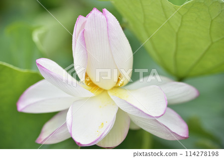 Lotus petals with polka dots 114278198