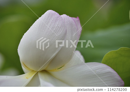 Lotus petals with polka dots 114278200