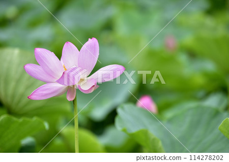 Lotus petals with polka dots 114278202