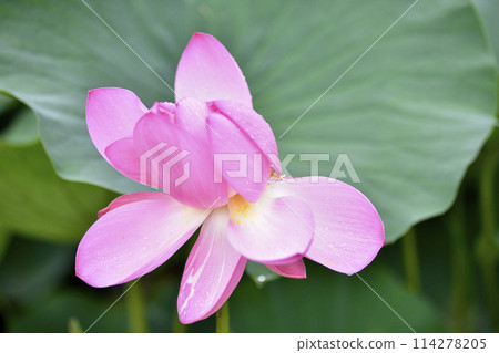 Lotus petals with polka dots 114278205