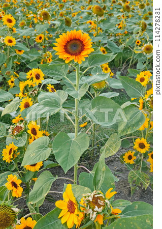 Field of sunflowers with the bright sunlight. Sunflower photos on the rear. Sunflowers are the flowers like sunny 114278281