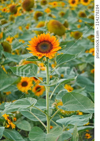 Field of sunflowers with the bright sunlight. Sunflower photos on the rear. Sunflowers are the flowers like sunny 114278284