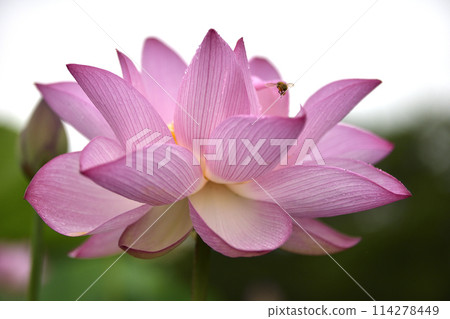 Honeybee on a lotus flower 114278449