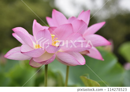 Lotus flower Lotus flower 114278523