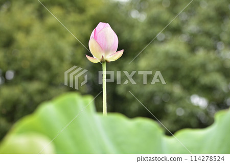 Lotus flower Lotus flower 114278524