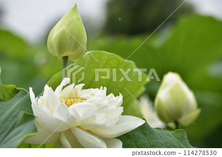 Lotus flower  114278530