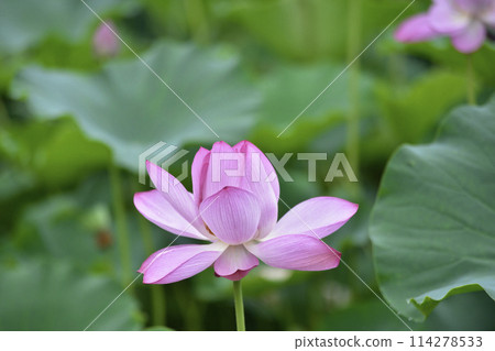 Lotus flower  114278533