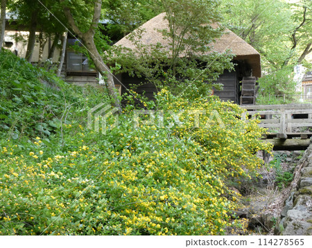 Scenery of May at Michinoku Ethnic Village in Kitakami, Iwate Prefecture: Edo period Karatsu-zuk thatched roof houses and yellow yamabuki Scenery of May at Michinoku Ethnic Village in Kitakami, Iwate Prefecture: Edo period Karatsu-zuk thatched roof houses and yellow yamabuki 114278565