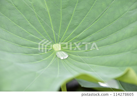 Water collected on the leaves of the lotus 114278605