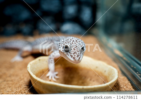 Close-up of leopard gecko leopa Close-up of leopard gecko leopa 114278611