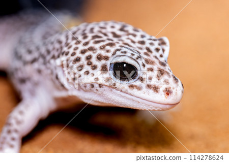 豹紋壁虎 leopa 的特寫 114278624