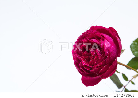 Beautiful red rose with dew drops - on a white 114278665