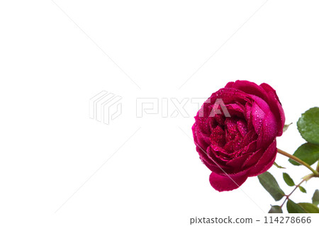 Beautiful red rose with dew drops - on a white Beautiful red rose with dew drops - on a white 114278666