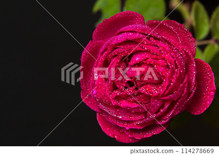 Beautiful red rose with dew drops - on a black 114278669